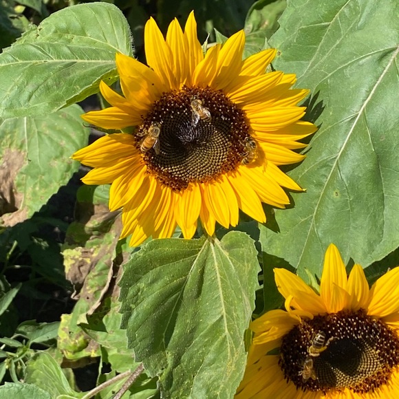 Meet your Posher, Tai - Picture 1 of 1